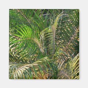 Sunset Lit Palm Fronds Tropical Magnet