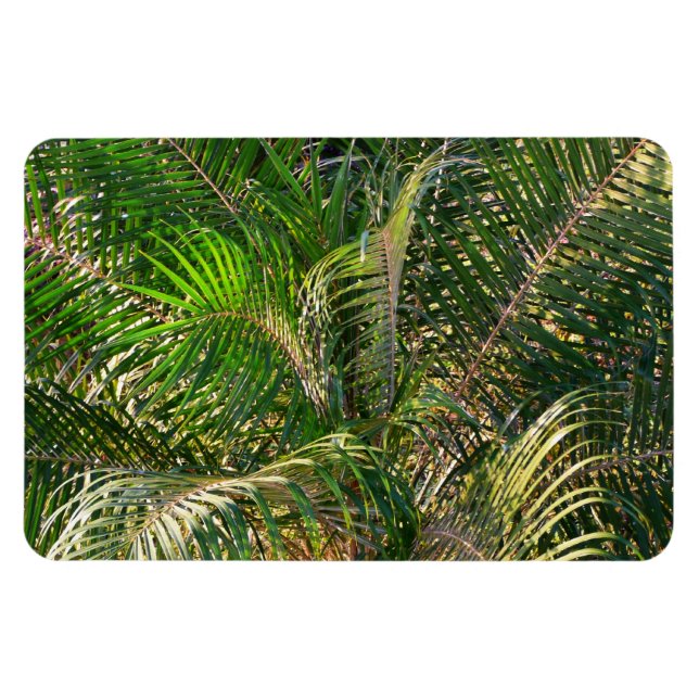 Sunset Lit Palm Fronds Tropical Magnet (Horizontal)
