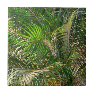 Sunset Lit Palm Fronds Tropical Tile