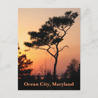 Sunset Ocean City Postcard