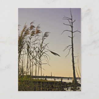 Sunset on Louisiana Swamp Postcard