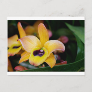 Sunset Orchid Postcard