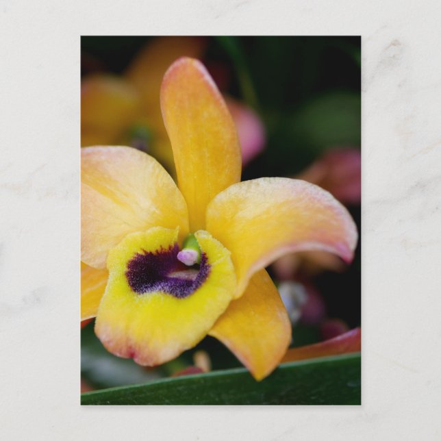 Sunset Orchid Postcard (Front)