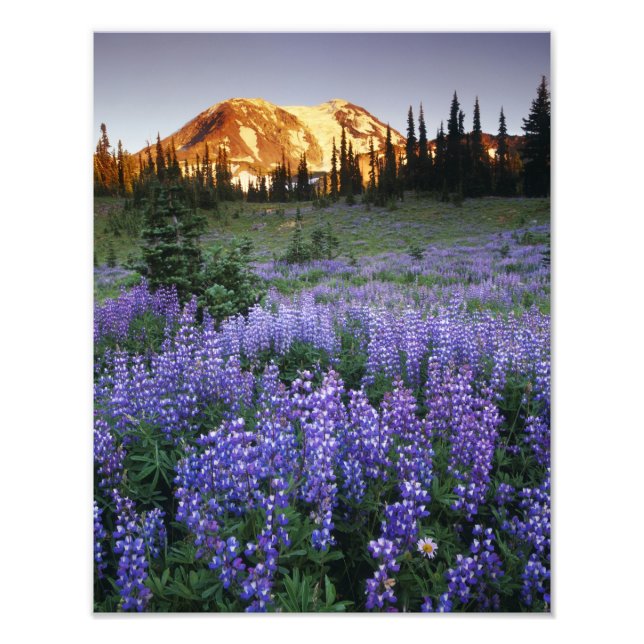 Sunset over Mt. Adams and a sub-alpine meadow Photo Print (Front)