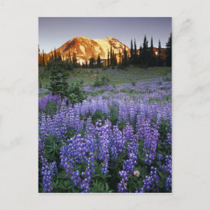 Sunset over Mt. Adams and a sub-alpine meadow Postcard
