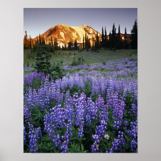Sunset over Mt. Adams and a sub-alpine meadow Poster (Front)