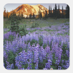 Sunset over Mt. Adams and a sub-alpine meadow Square Sticker