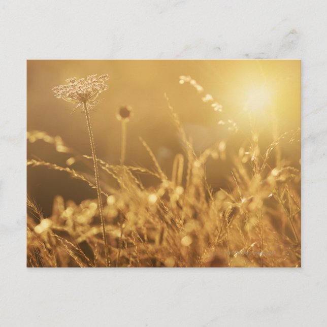 Sunset over summer meadow with lens flare postcard (Front)
