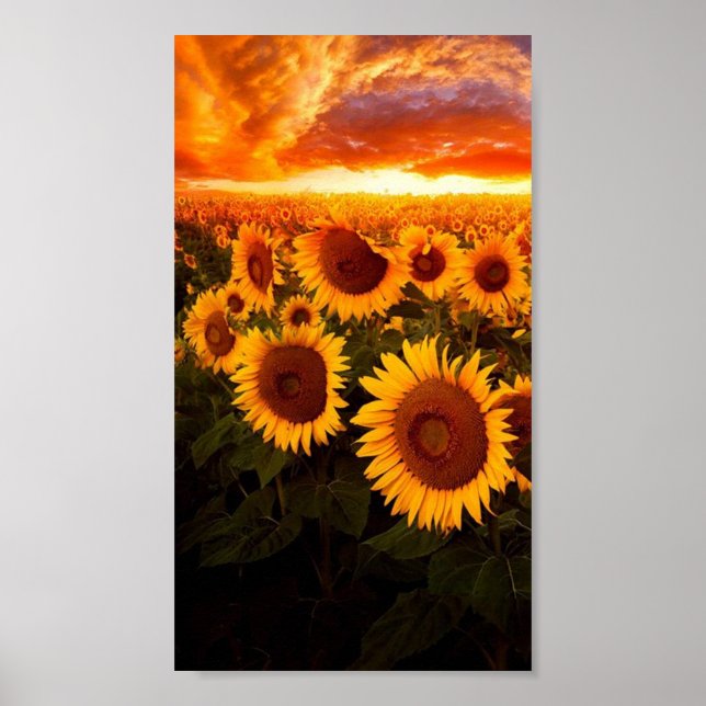 Sunset Over Sunflowers Poster (Front)