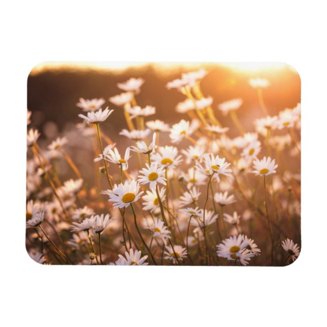 Sunset Oxeye Daisies Magnet (Horizontal)
