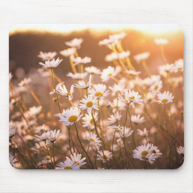 Sunset Oxeye Daisies Mouse Mat (Front)
