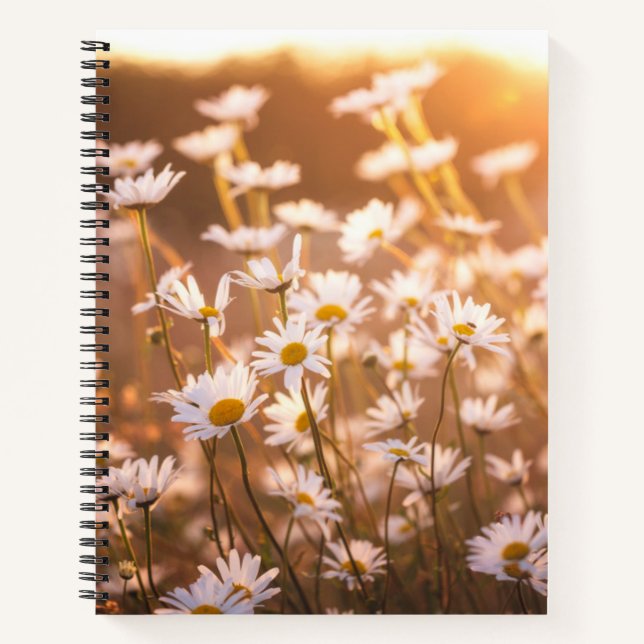 Sunset Oxeye Daisies Notebook (Front)
