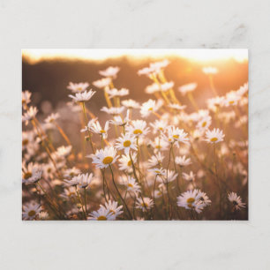 Sunset Oxeye Daisies Postcard