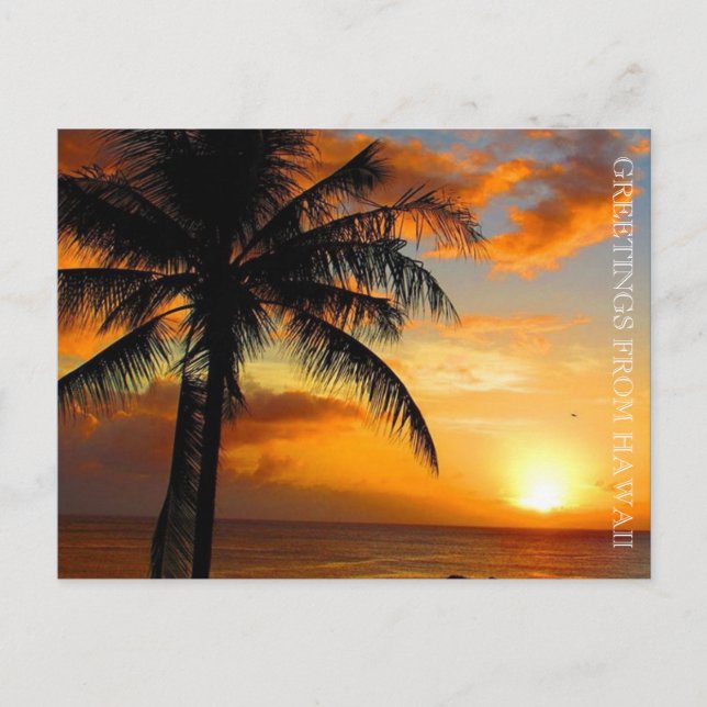 sunset palm greetings postcard (Front)