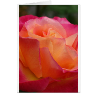 Sunset Rose