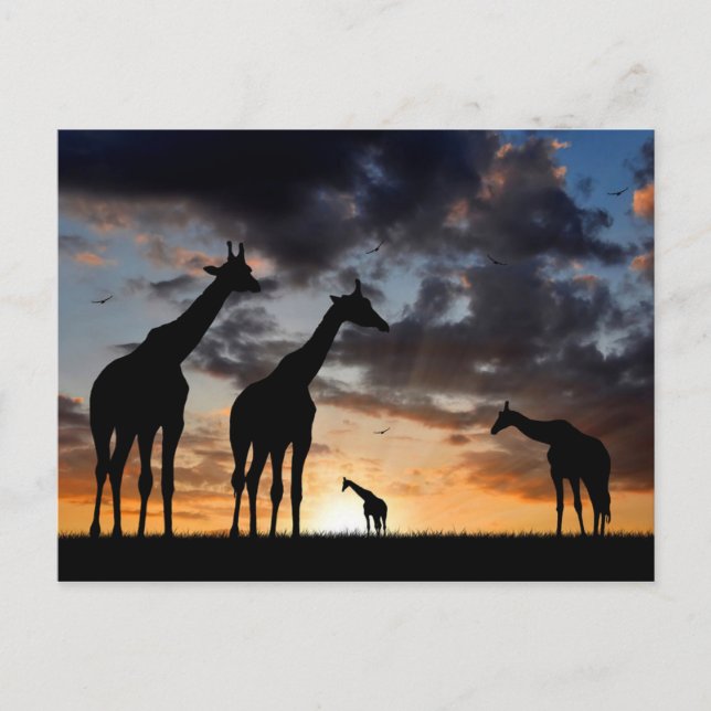 sunset safari wild animal giraffe silhouette postcard (Front)