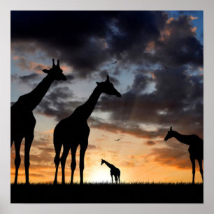 sunset safari wild animal giraffe silhouette poster