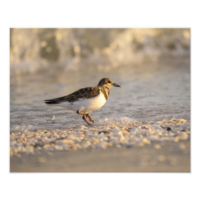 Sunset Sanderling Photo Print (Front)