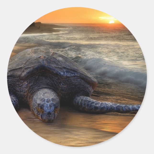 Sunset Sea Turtle Sticker (Front)
