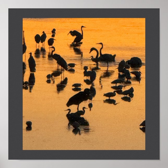 Sunset Silhouette of Birds Poster (Front)
