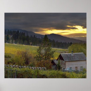 Sunset sky over vineyards and historic log cabin poster