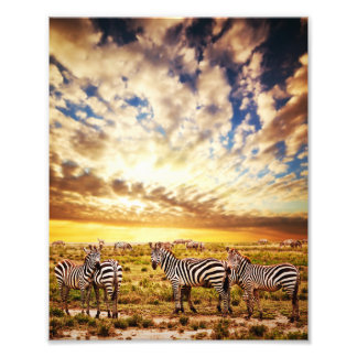 Sunset Stripes: Zebras Graze in Africa Photo Print