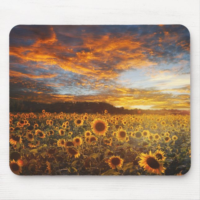 Sunset SunflowersField Mouse Mat (Front)