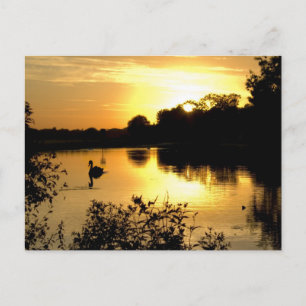 Sunset Swan Lake orange yellow Postcard