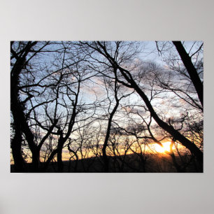 Sunset through branches poster