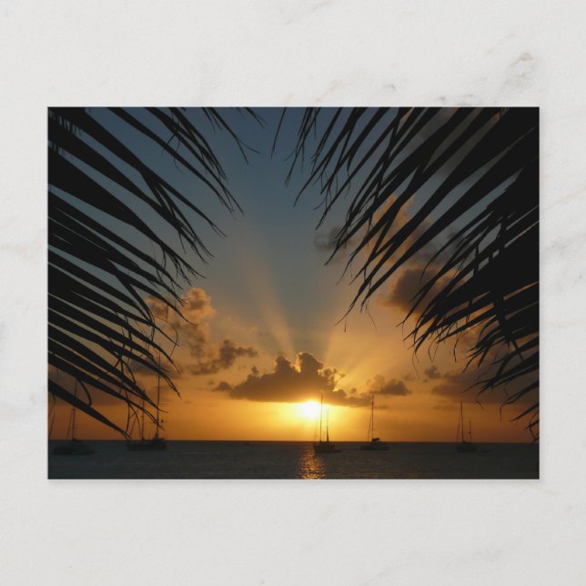 Sunset Through Palm Fronds Tropical Seascape Postcard (Front)