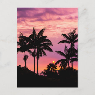 Sunset through Palm Trees Postcard