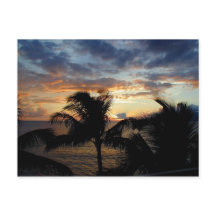 Sunset Through The Palms Postcard