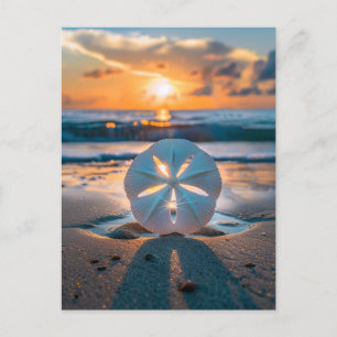 Sunset Through the Sand Dollar Postcard