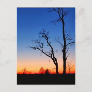 Sunset Through the Trees Postcard