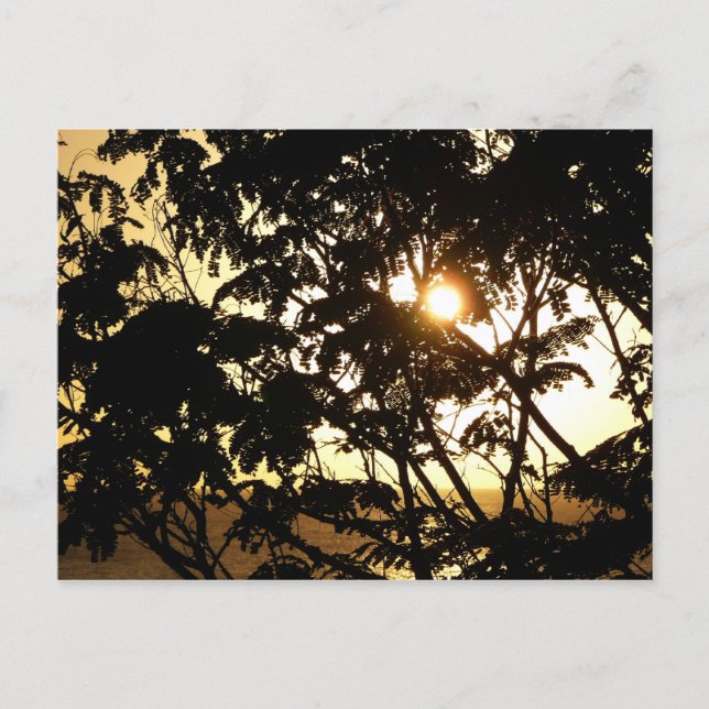 Sunset Through Trees I Tropical Photography Postcard (Front)