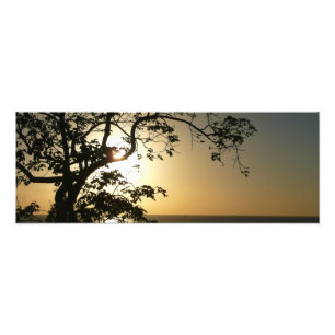 Sunset Through Trees II Tropical Photography Photo Print