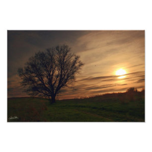 Sunset Tree Photo Print
