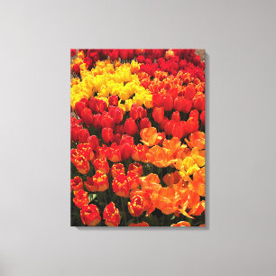 Sunset Tulip Garden Bed, Oregon Canvas Print