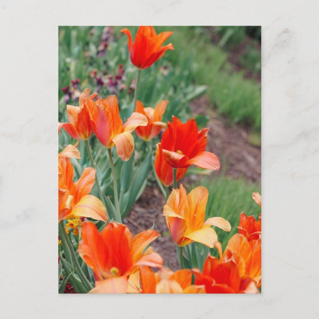 Sunset Tulips  Postcard (Front)