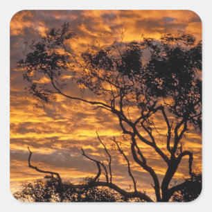 Sunset, Uluru-Kata Tjuta National Park, Square Sticker