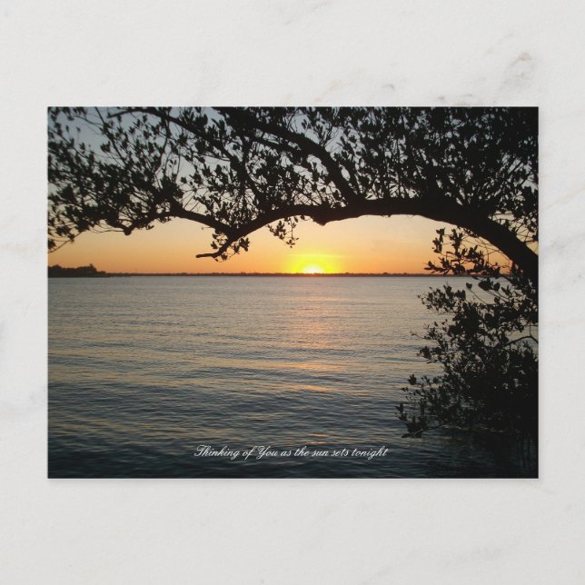 Sunset under tree postcard (Front)