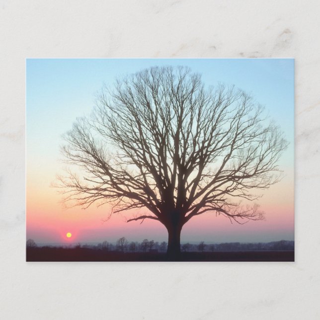 Sunset View Postcard (Front)