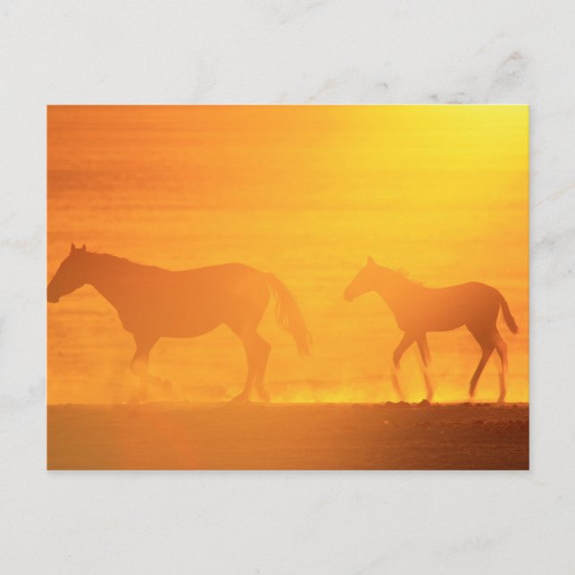 Sunset Walk Postcard (Front)