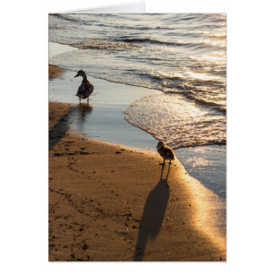 Sunset Walk With Mummy