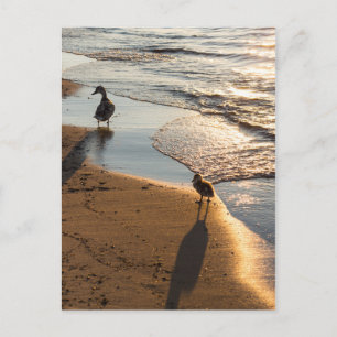 Sunset Walk With Mummy Postcard