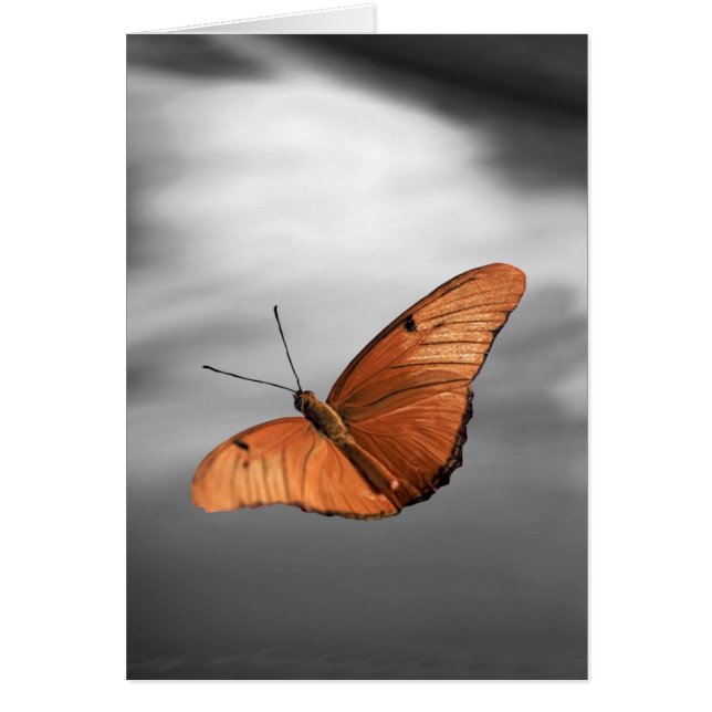 Sunset with Butterfly (Front)