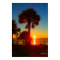 Sunsets & Palm Trees