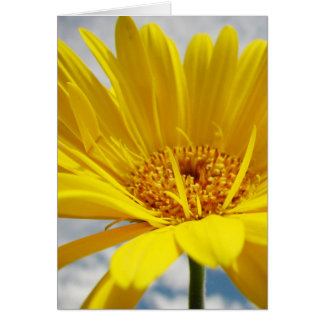 Sunshine