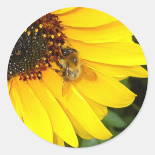 SUNSHINE 4U Stickers