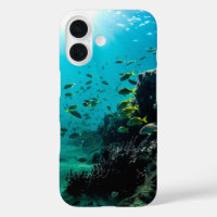 Sunshine and Tropical Fish